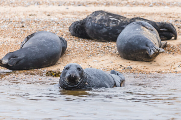 Grey Seal with its family Picture Board by Jason Wells