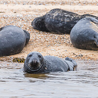 Buy canvas prints of Grey Seal with its family by Jason Wells
