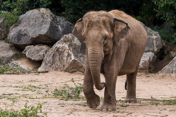 Asian elephant walking towards the camera Picture Board by Jason Wells