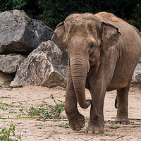 Buy canvas prints of Asian elephant walking towards the camera by Jason Wells