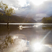 Buy canvas prints of Swans approach the Lonely tree by Jason Wells