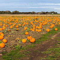 Buy canvas prints of Pumpkin field panorama by Jason Wells