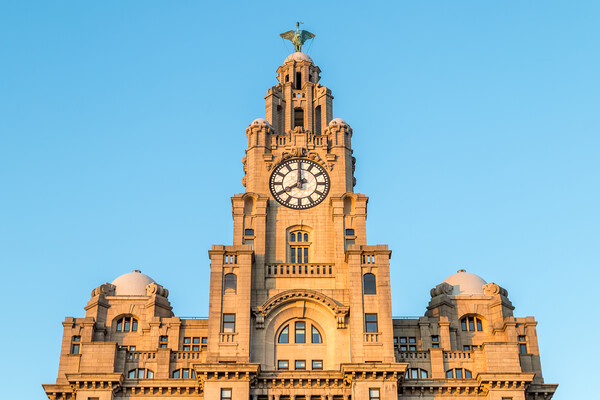 Royal Liver Building at dusk Picture Board by Jason Wells