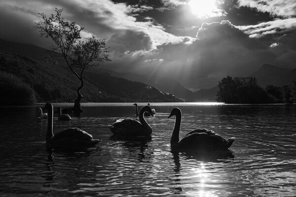 Majestic swans by the Lonely tree Picture Board by Jason Wells