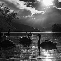 Buy canvas prints of Majestic swans by the Lonely tree by Jason Wells