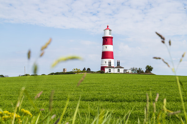 Long grass frames Happisburgh lighthouse Picture Board by Jason Wells