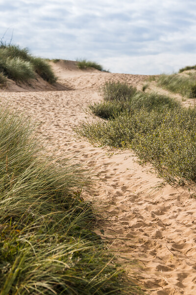Foot prints leading to Formby beach Picture Board by Jason Wells