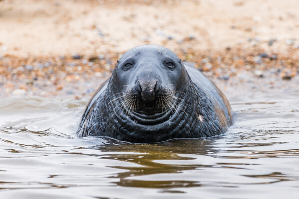 Face on with a Grey Seal Picture Board by Jason Wells