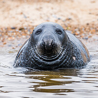 Buy canvas prints of Face on with a Grey Seal by Jason Wells