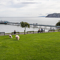 Buy canvas prints of Sheep in front of Llandudno Pier by Jason Wells