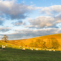 Buy canvas prints of Sheep graze in front of Cheeks Hill by Jason Wells