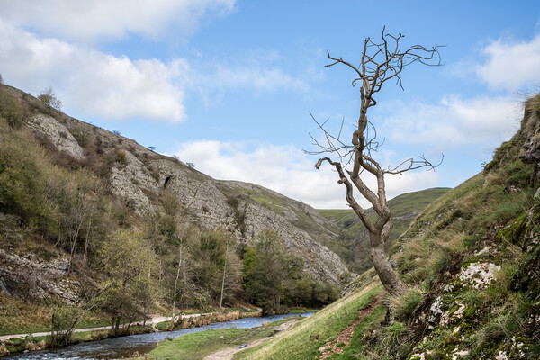 Lone tree at Dovedale Picture Board by Jason Wells