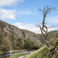 Buy canvas prints of Lone tree at Dovedale by Jason Wells