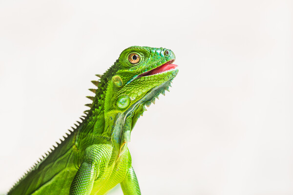 Juvenile Green Iguana Picture Board by Jason Wells