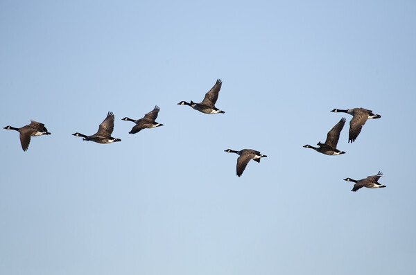 Canadian Geese in flight Picture Board by Jason Wells