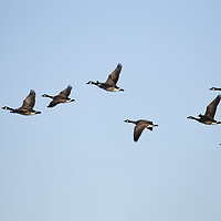 Buy canvas prints of Canadian Geese in flight by Jason Wells
