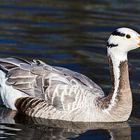 Buy canvas prints of Bar-headed Goose on the water by Jason Wells