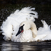 Buy canvas prints of Trumpeter Swan splashing by Jason Wells