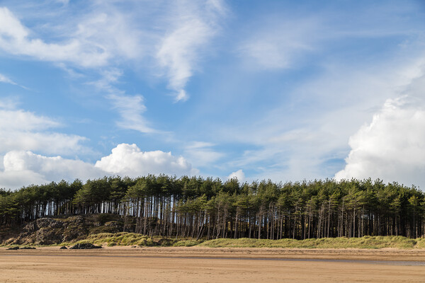 Pine trees line the beach at Newborough Picture Board by Jason Wells
