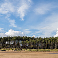 Buy canvas prints of Pine trees line the beach at Newborough by Jason Wells