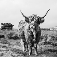 Buy canvas prints of Highland cow in front of Eagle Stone by Jason Wells