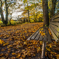 Buy canvas prints of Silver bench on the golden leaves by Jason Wells