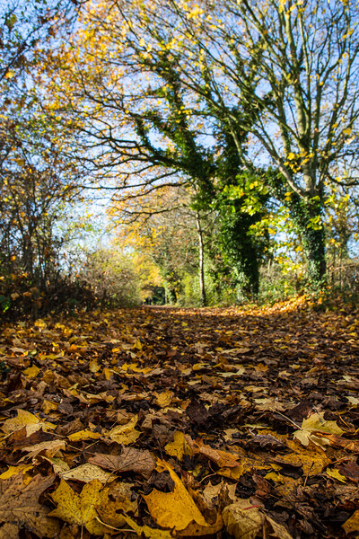 Golden leaves line the Wirral Way Picture Board by Jason Wells