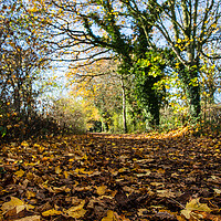 Buy canvas prints of Golden leaves line the Wirral Way by Jason Wells