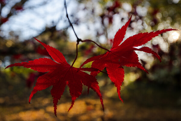 Red acer leaves at autumn Picture Board by Jason Wells