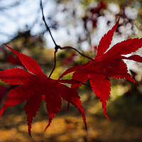 Buy canvas prints of Red acer leaves at autumn by Jason Wells