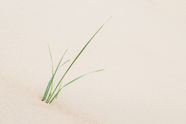 Young marram grass next to Formby beach Picture Board by Jason Wells