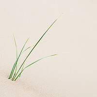 Buy canvas prints of Young marram grass next to Formby beach by Jason Wells
