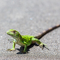 Buy canvas prints of Green spiny lizard basking by Jason Wells