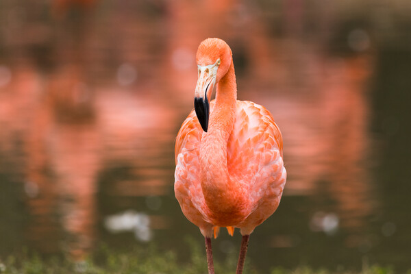 Caribbean flamingo close up Picture Board by Jason Wells