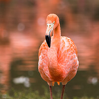 Buy canvas prints of Caribbean flamingo close up by Jason Wells