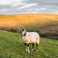 Buy canvas prints of Lone sheep in front of Cheeks Hill by Jason Wells