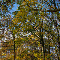 Buy canvas prints of Autumn on the Wirral Circular Trail by Jason Wells
