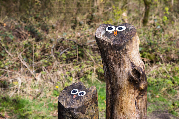 Owl faces on tree stumps Picture Board by Jason Wells