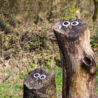 Buy canvas prints of Owl faces on tree stumps by Jason Wells