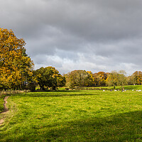 Buy canvas prints of Cattle at Hathersage by Jason Wells