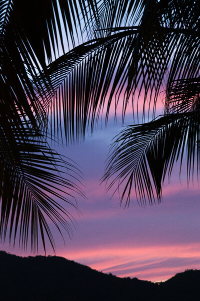 Silhouette of palm leaves Picture Board by Jason Wells