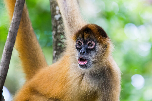 Spider monkey gazing into the distance Picture Board by Jason Wells