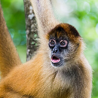 Buy canvas prints of Spider monkey gazing into the distance by Jason Wells