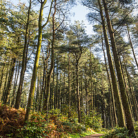 Buy canvas prints of Beacon Fell Country Park trail by Jason Wells