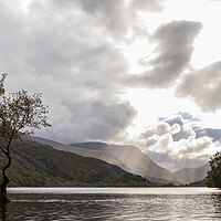 Buy canvas prints of Lonely tree of Llanberis by Jason Wells