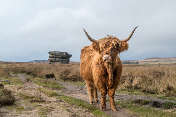 Highland coo in front of the Eaglestone Flat Picture Board by Jason Wells