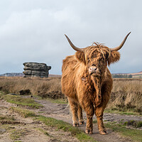 Buy canvas prints of Highland coo in front of the Eaglestone Flat by Jason Wells