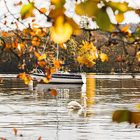 Buy canvas prints of Swan captured through the turning leaves by Jason Wells