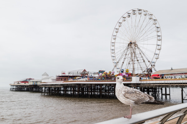 Sea gull pictured in front of Central Pier on Blackpool beach Picture Board by Jason Wells