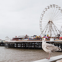 Buy canvas prints of Sea gull pictured in front of Central Pier on Blackpool beach by Jason Wells